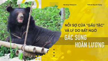 gấu 2