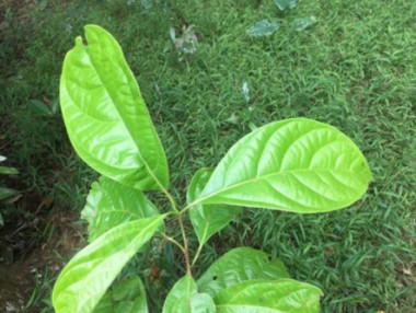C  balansae Lecomte