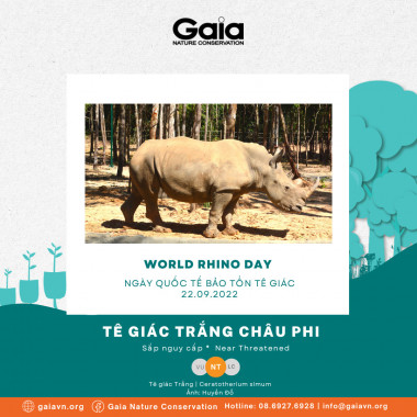 tê giác