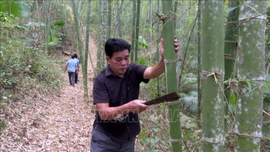 Người dân vùng biên Thanh Hóa giảm nghèo nhờ trồng luồng, vầu