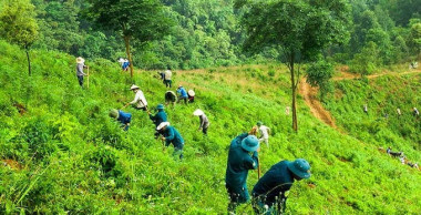 Việt Nam có điều kiện cạnh tranh phân khúc tín chỉ các bon giá trị cao