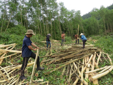 Mưu sinh trên những miền rừng
