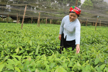 Cây quế đổi thay kinh tế lâm nghiệp vùng cao