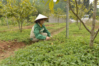 Trồng dược liệu dưới tán rừng: 'Lấy ngắn nuôi dài'