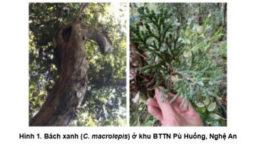 NGHIÊN CỨU THÀNH PHẦN HÓA HỌC VÀ HOẠT TÍNH KHÁNG OXY HÓA CỦA TINH DẦU CÂY BÁCH XANH (Calocedrus macrolepis Kurz)  TẠI KHU BẢO TỒN THIÊN NHIÊN PÙ HUỐNG, NGHỆ AN
