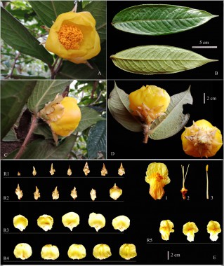 Điều tra, đánh giá đa dạng sinh học ở khu bảo tồn thiên nhiên pù huống, Nghệ An và đề xuất các giải pháp bảo tồn, phát triển