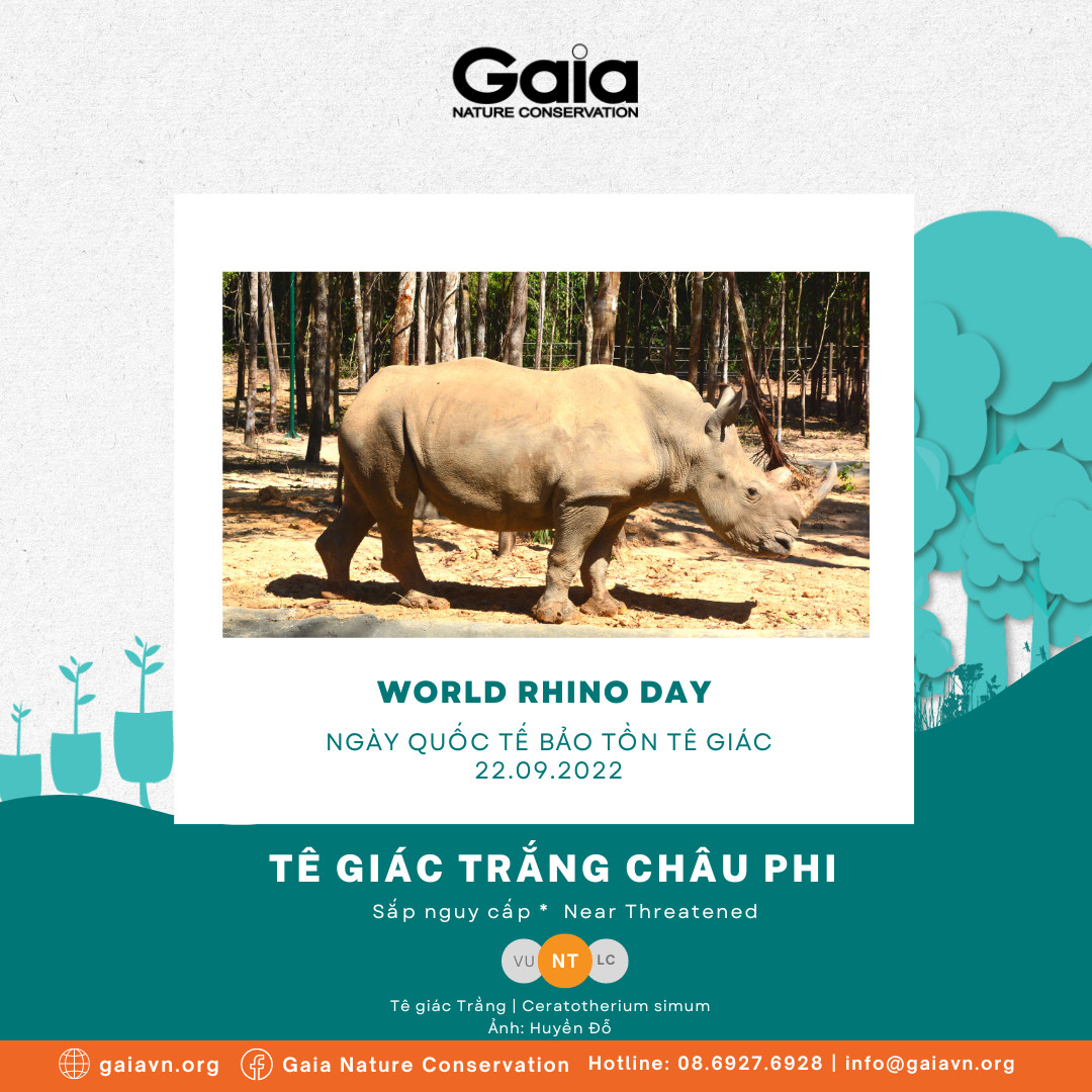 tê giác