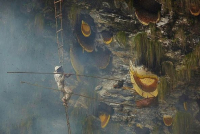 Người dân lấy mật ong