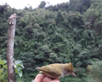 Khướu mào bụng trắng