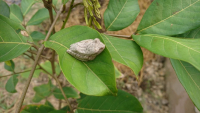 Bò sát, Ếch nhái