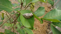 Bò sát, Ếch nhái