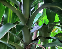 Bò sát, Ếch nhái