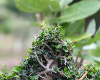 Bò sát, Ếch nhái
