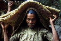 Người dân lấy mật ong
