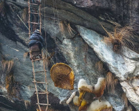 Người dân lấy mật ong
