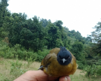 Chào mào vàng mào đen
