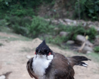 Chào mào