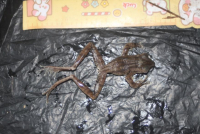 Ếch cây đầu to - Polypedates megacephalus