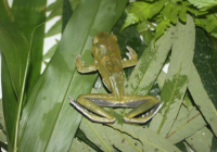 Ếch cây xanh đốm - Rhacophorus dennysi