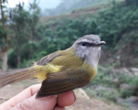 Lách tách vành mắt
