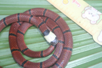 Rắn lá khô thường - Sinomicrurus macclellandi