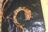 Rắn ráo k-ra-pe-lin - Boiga kraepelini