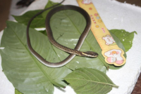 Rắn sãi mép trắng - Amphiesma leucomystax