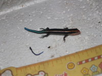 Thằn lằn tốt mã thượng hải - Plestiodon elegans